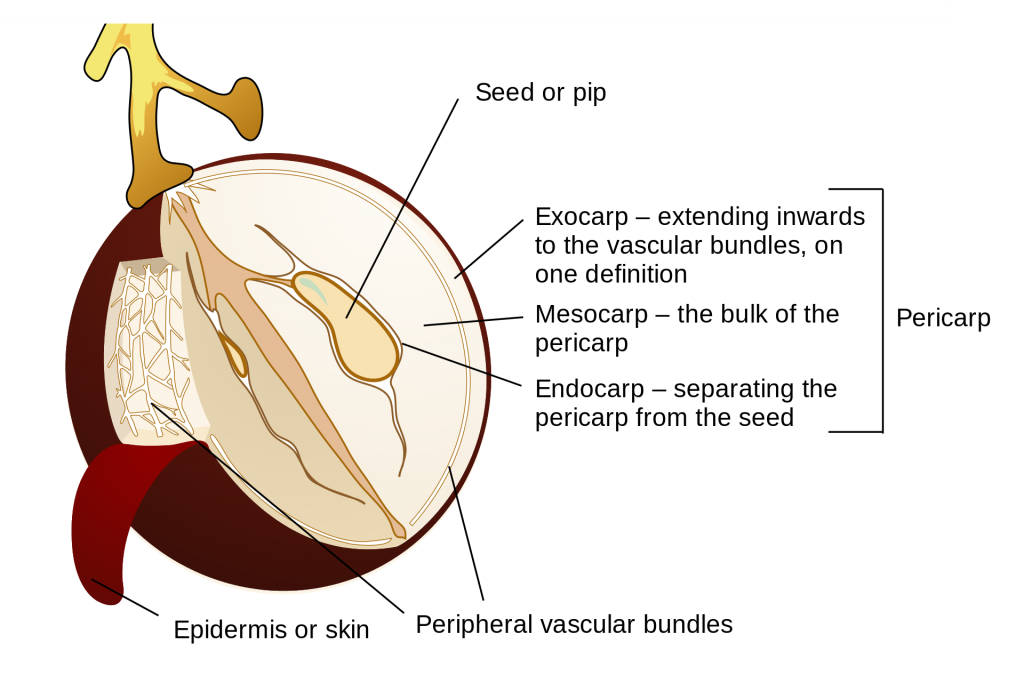 This illustration of a grape diagrams the parts of a typical berry. The outermost layer of the grape is the exocarp, the juicy interior is the mesocarp, and the layers directly surrounding the central seeds are endocarp. These layers develop from the ovary wall, and are collectively called the pericarp.