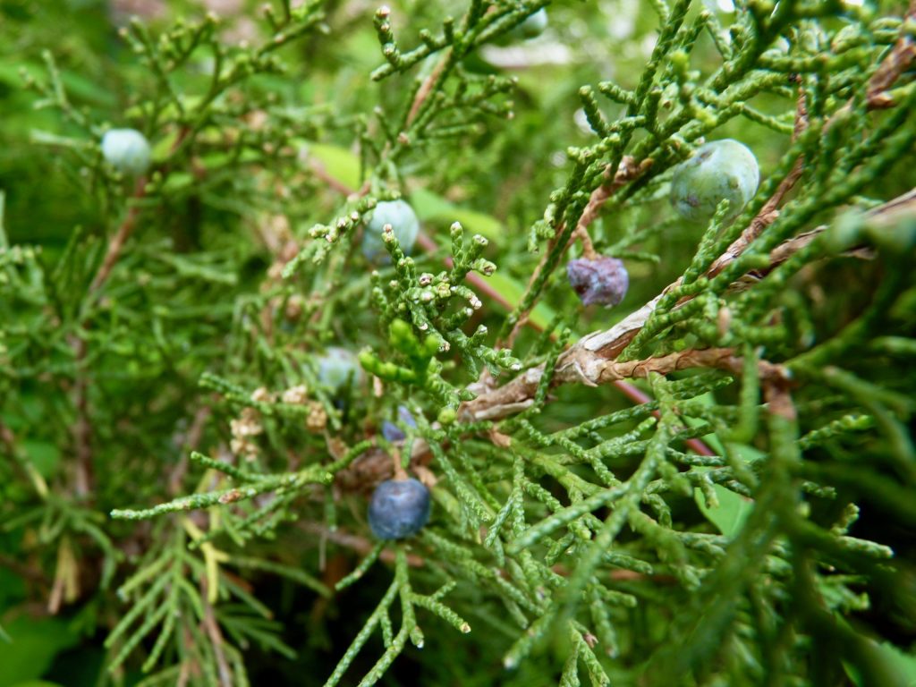 This image shows juniper leaves and bluish “berries”, which in fact are not berries at all, but mature ovulate cones.