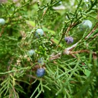 This image shows juniper leaves and bluish “berries”, which in fact are not berries at all, but mature ovulate cones.