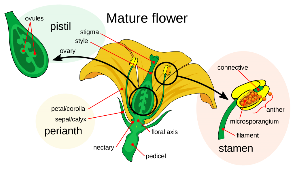 This illustration of a mature flower diagrams a pistil, stamen, and the perianth. The pistil is located centrally within the flower, and consists of a stigma and style near the top and an ovary containing ovules closer to the base of the flower. The stamens are to the side of the pistil; a stamen consists of a filament holding up an anther, which contains pollen grains. The petals and other structures of the flower not directly associated with reproduction are called the perianth.