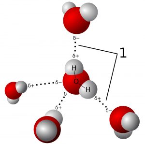 A diagrammatic representation of hydrogen bonding between water molecules. Each molecule has a single large oxygen atom and two small hydrogen atoms located near one another. The oxygen atom has a partial negative charge and the hydrogen atoms have partial positive charges. Hydrogen bonds form between the oxygen atom of one molecule and the hydrogen atoms of neighboring molecules, and are shown as dotted lines and indicated by a “1”.