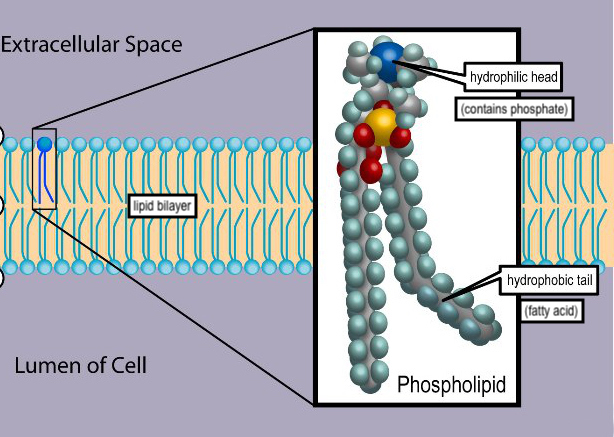 A diagrammatic representation of a lipid bilayer separating the extracellular space from the interior of the cell. One of the molecular subunits of the bilayer is shown in magnified view. This molecule is a phospholipid. The molecule has a phosphate-containing hydrophilic head and two hydrophobic fatty acid “tails". The tails make the hydrophobic portion of the molecule about as wide as the hydrophilic portion.