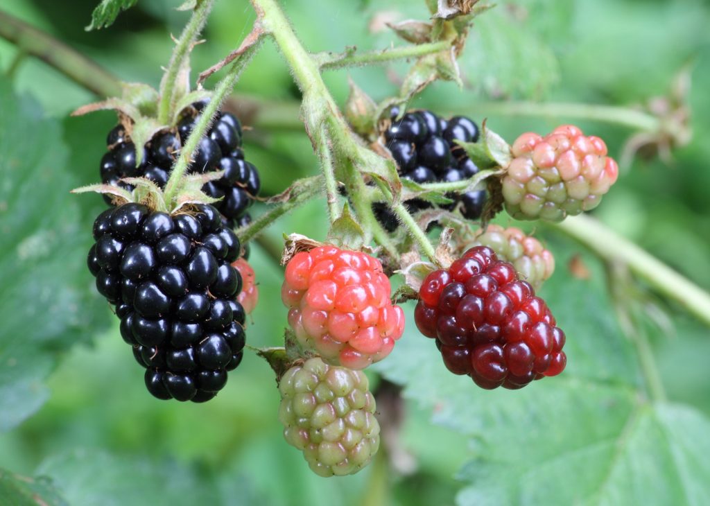 This image shows a cluster of blackberries in various stages of ripeness — some are dark purple and ripe; others are light green and unripe. The berries are all hanging from the vine and are surrounded by leaves.