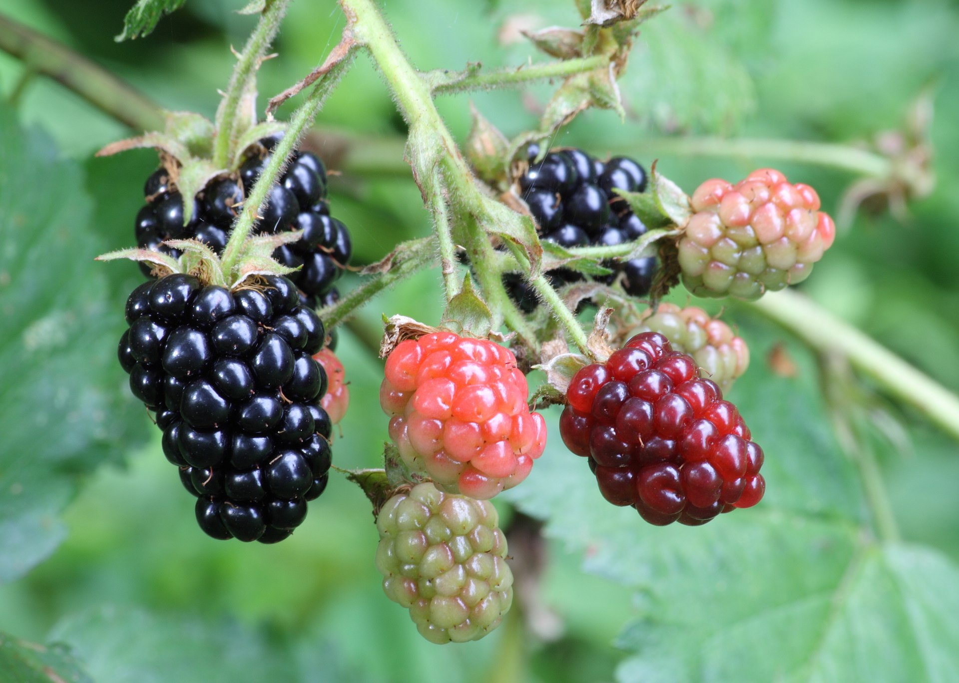 Everything You Need to Know: Is that a berry? – Little Shop of Physics ...