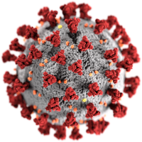 An illustration of a coronavirus provided by the CDC (public domain). The virion appears roughly spherical and has protein "spikes" projecting from its surface.